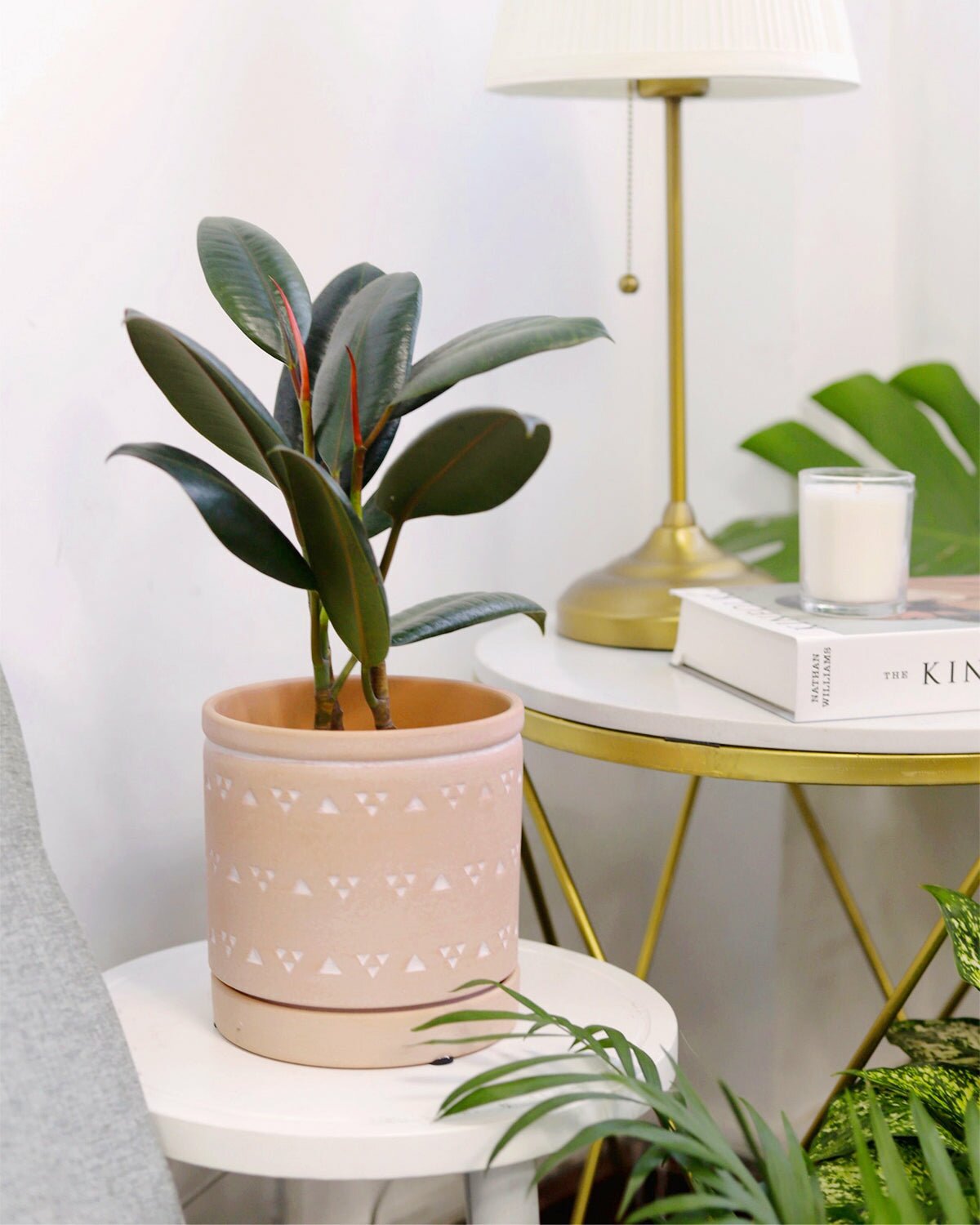 Burgundy Rubber Plant for sale, rubber plant care guide, low light houseplant, easy to care houseplant, indoor plant for home and office decoration, buy burgundy rubber plant