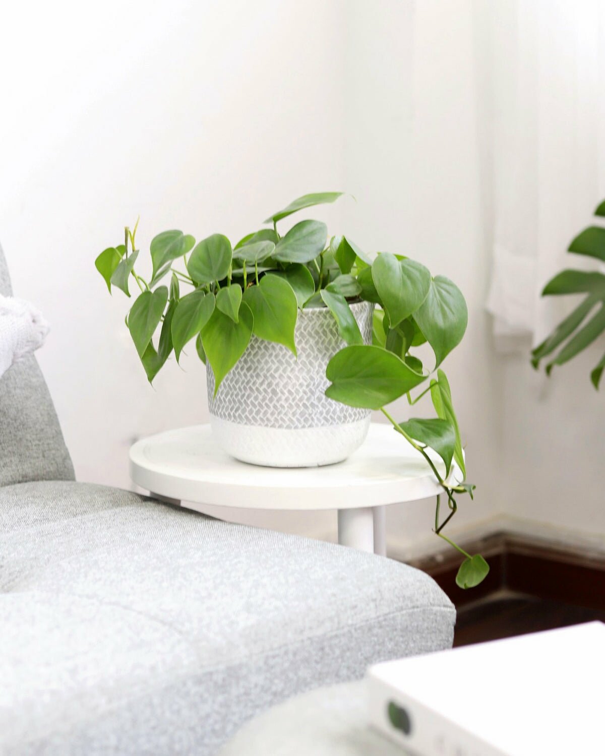 Sweetheart Vine, Philodendron Cordatum, trailing houseplant for home and office, Hart Leaf Philodendron, green foliage plants, low light and easy-care plant