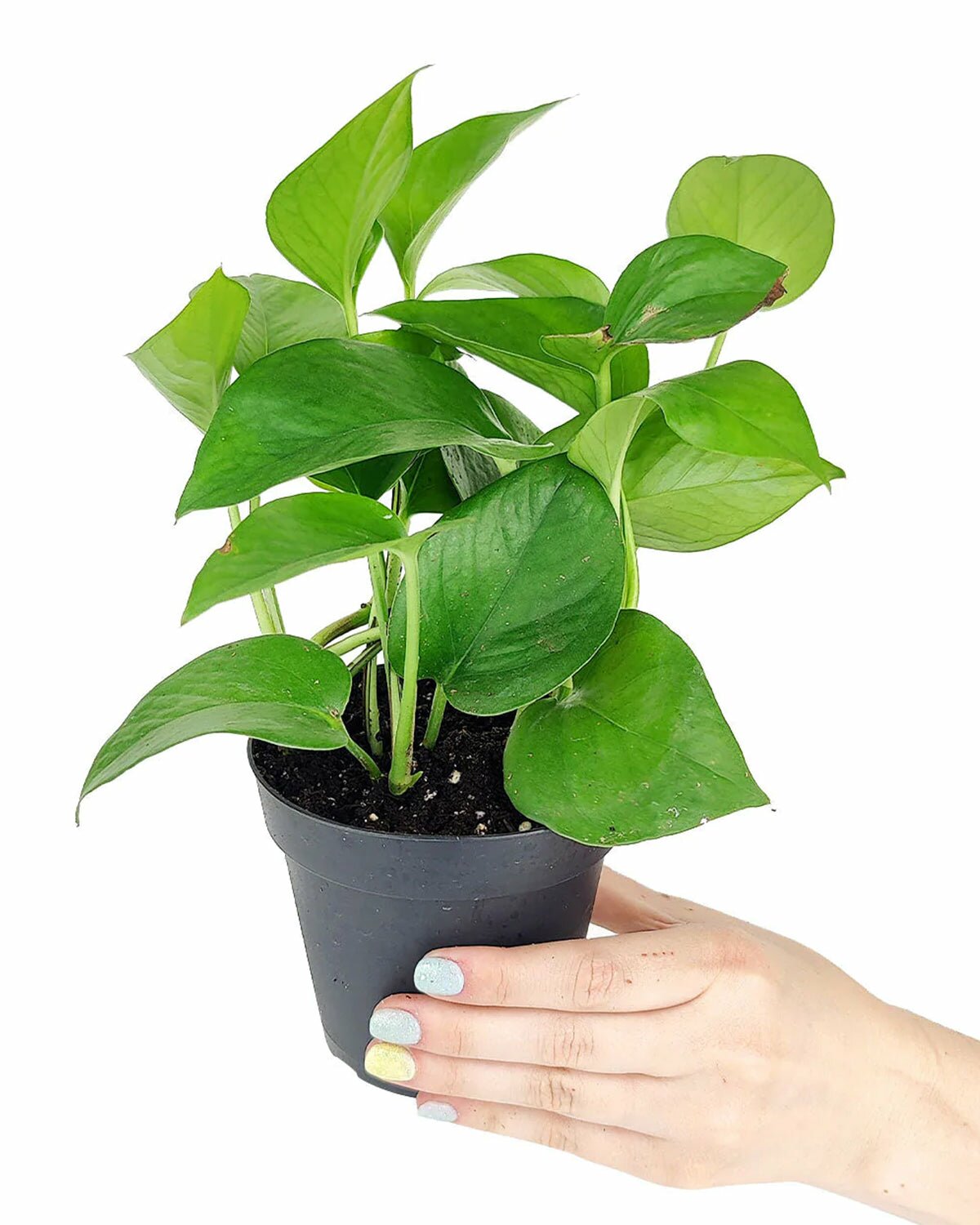 Pothos Jade