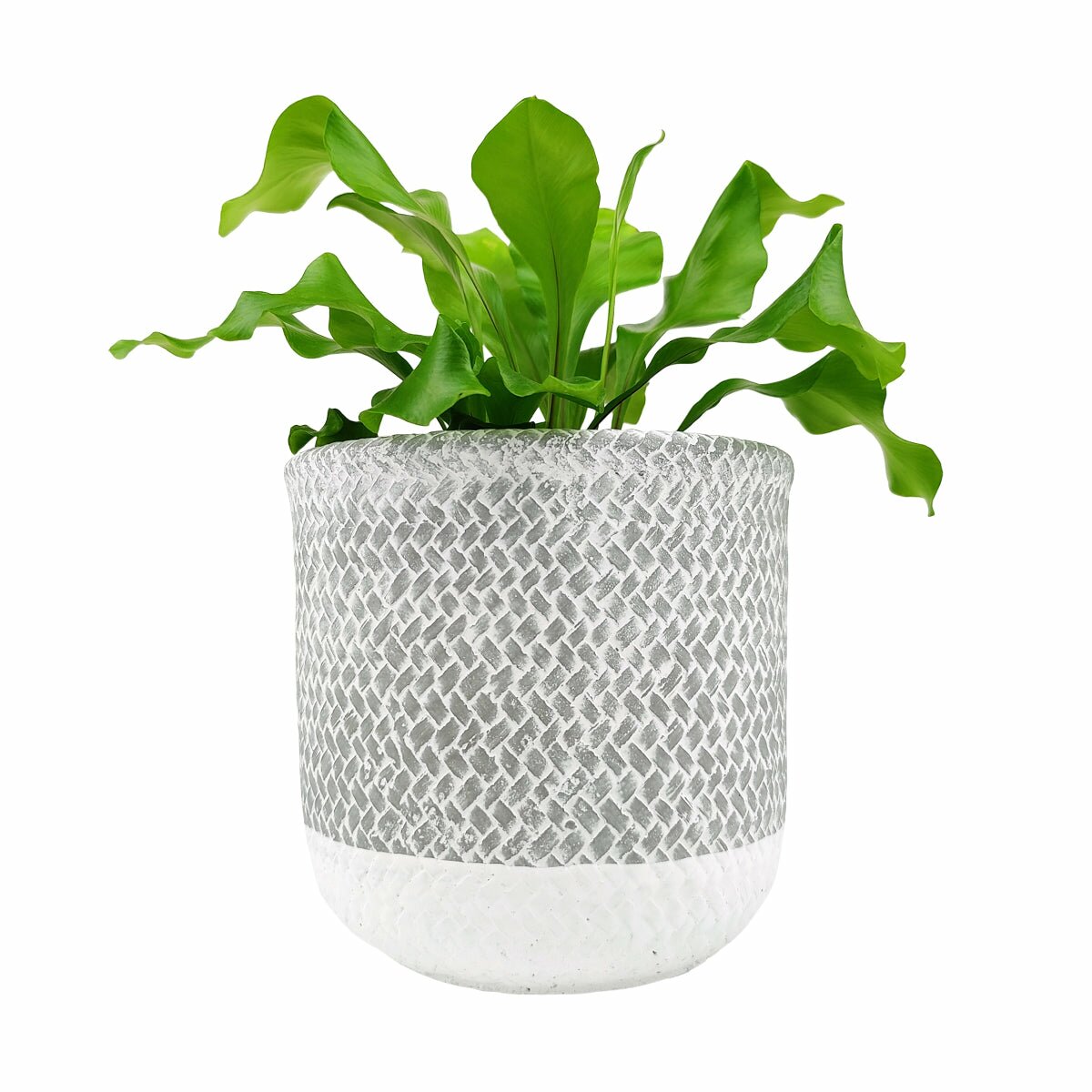 6 inch planter, houseplant pot, round cement plant pot, basket design planter, large planter for houseplants, buy houseplant pot near me