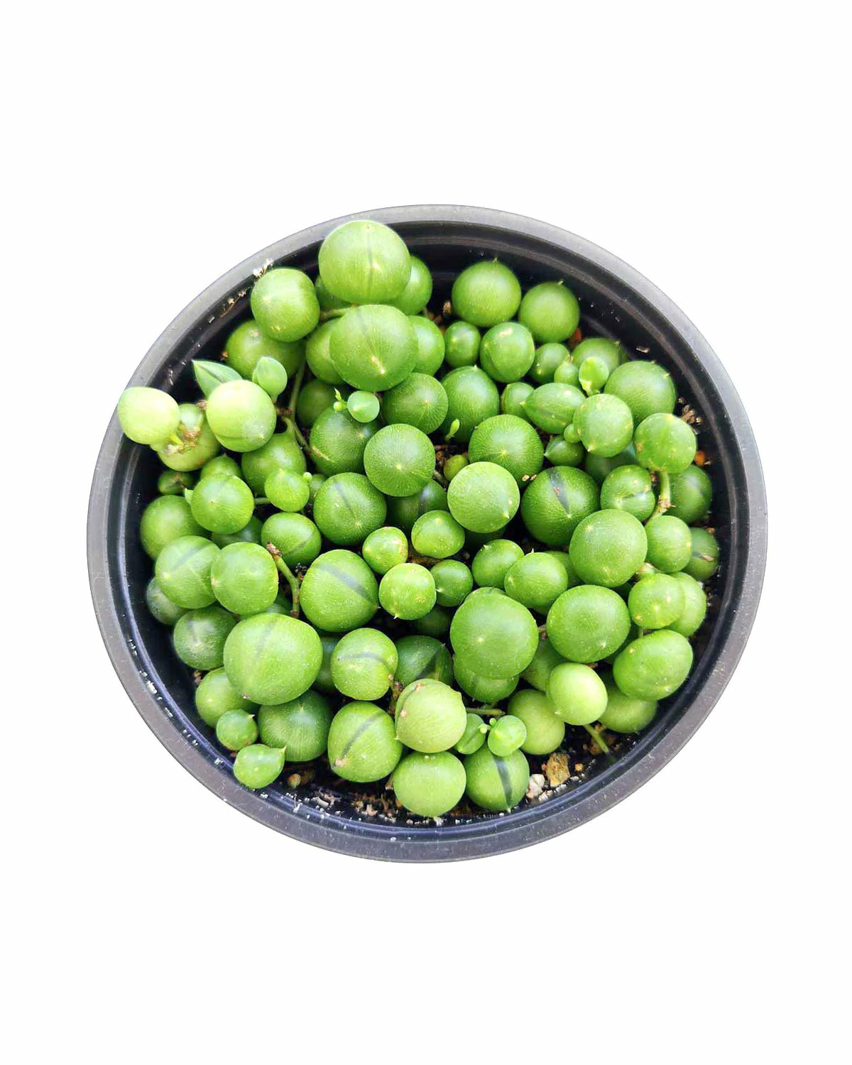 String of Pearls Beautiful and unique succulents excellent for hanging basket, Easy to grow houseplant for sale