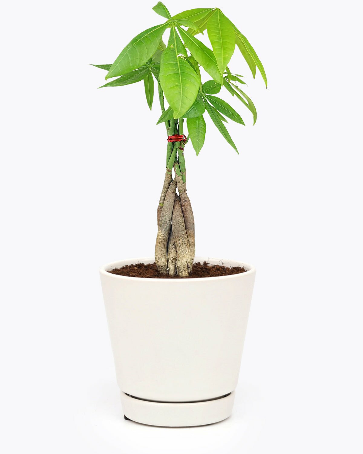 Braided Pachira Stump for sale, how to care for Braided Pachira Stump Money Tree, Feng Shui houseplant, easy to care houseplant for beginners, houseplant for home and office decoration, lucky houseplant