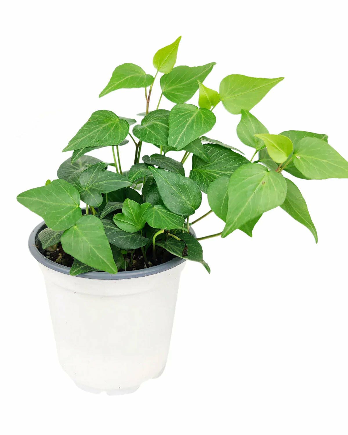 Ivy Hedera Plant, easy care and low light houseplant, best trailing plant for home and office