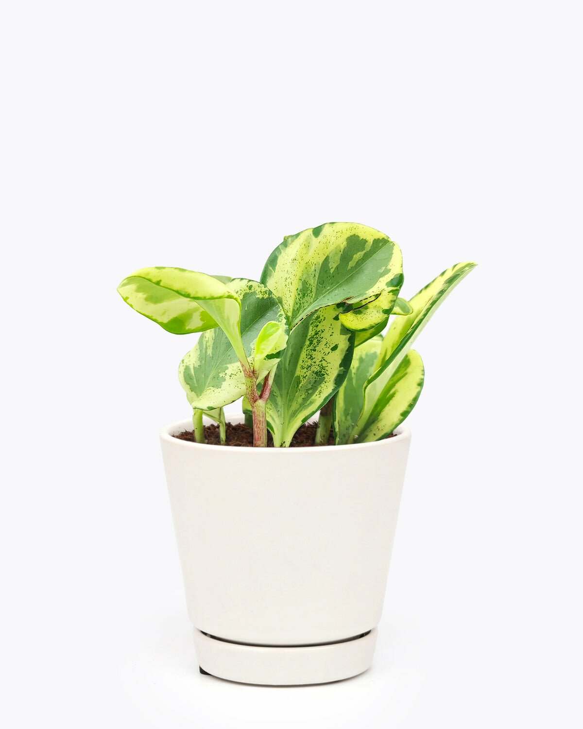 Peperomia Golden Gate, easy to care houseplant, Peperomia care guide, house plant for home and office decoration, unique foliage houseplant, Baby Rubber Plant